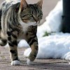 Bergamo, rinviato a giudizio il 'killer dei gattini': li torturava e seviziava fino alla morte
