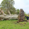 Irlanda, maltempo sradica albero secolare. Sotto le radici una raccapricciante scoperta