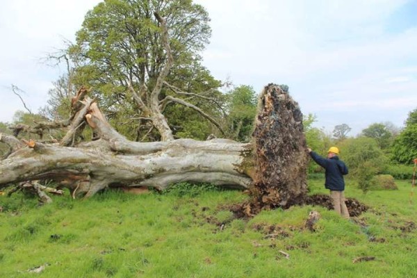 Irlanda, maltempo sradica albero secolare. Sotto le radici una raccapricciante scoperta