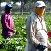 Caporalato: due nuovi emendamenti per fermare il lavoro nero nei campi