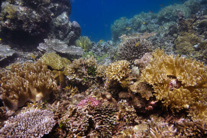 Adesso è ufficiale, le creme solari uccidono i coralli. Lo rivela uno studio americano