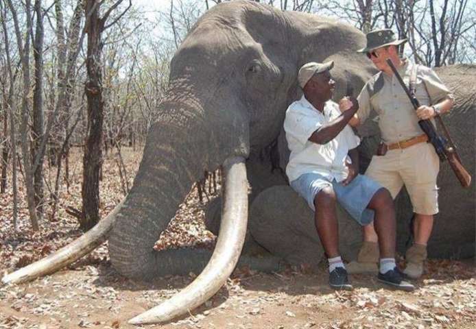 Paga 50mila euro per uccidere un rarissimo esemplare di elefante: solo le zanne pesavano 54 chili
