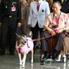 Thailandia, deride su Facebook il cane del re: rischia 37 anni di carcere per lesa maestà