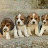 Cani in provetta, nata la prima cucciolata: aiutarenno a curare le malattie dell'uomo