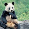 Cina: dichiarato protetto l'habitat del panda gigante, accolte le denunce di Greenpeace