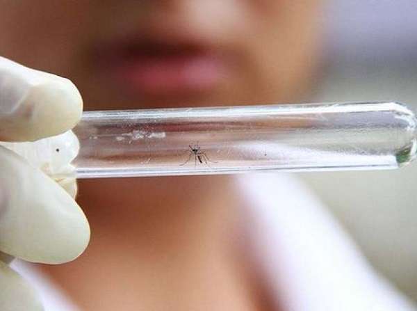 Virus Zika: arrivato in Italia, contagiate 3 persone, in pericolo le donne in gravidanza