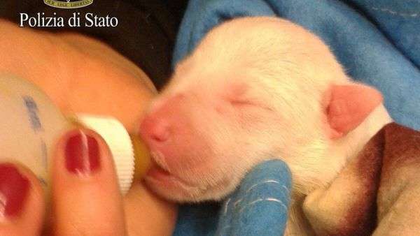 Roma: tre cuccioli di cane gettati in un cassonetto, polizia riesce a salvarne solo uno