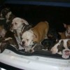 Mostruosa scoperta a Gorizia: trafficavano illegalmente cagnolini, denunciati 3 "spacciatori"