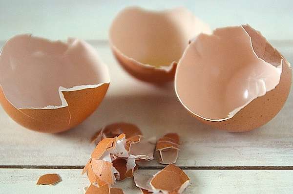Eco-plastica: materiale biodegradabile che si piega e non si rompe grazie a guscio uova