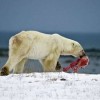 Russia shock, lancia cane vivo in pasto ad orso polare: gli animalisti chiedono giustizia