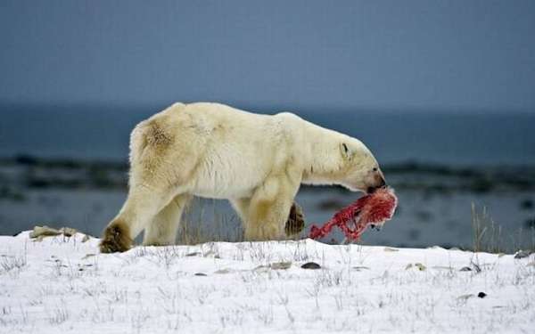Russia shock, lancia cane vivo in pasto ad orso polare: gli animalisti chiedono giustizia