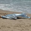 Lecce: giallo sul ritrovamento del cadavere di un'88enne marchigiana in mare