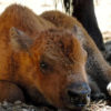 Usa, cucciolo bisonte salvato dalla strada da turisti: portato nel parco viene soppresso