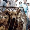Cina, festival della carne di cane: campagna per dire 'no' al massacro di Yulin
