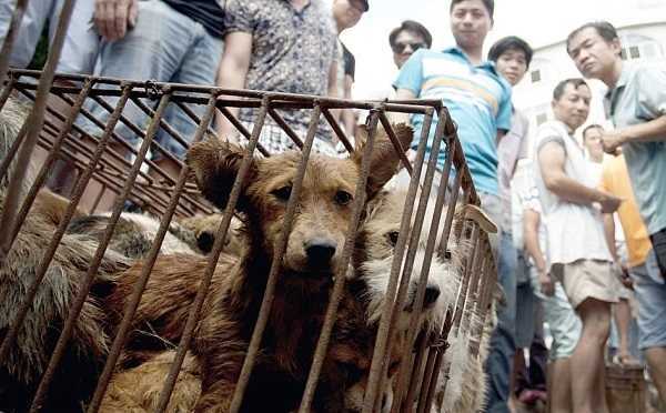 Cina, festival della carne di cane: campagna per dire 'no' al massacro di Yulin