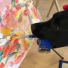 Dagger, il labrador che dipinge: quadri venduti anche a 200 dollari per beneficenza [video]