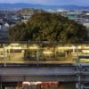 Giappone, costruiscono la stazione attorno ad un albero: svelato il motivo [video]