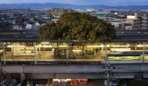 Giappone, costruiscono la stazione attorno ad un albero: svelato il motivo 