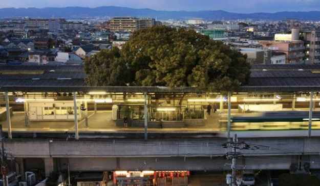 Giappone, costruiscono la stazione attorno ad un albero: svelato il motivo 
