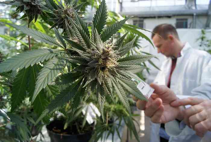 La cannabis medica legale non aumenta l'uso ricreativo