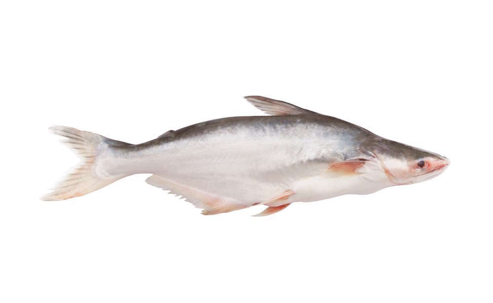 Il pangasio, un pesce buono: quel che c’è da sapere